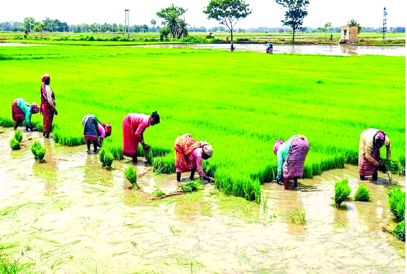 There will be a ban on planting paddy in Punjab! 15 Recommendation not to plant paddy in dark zones